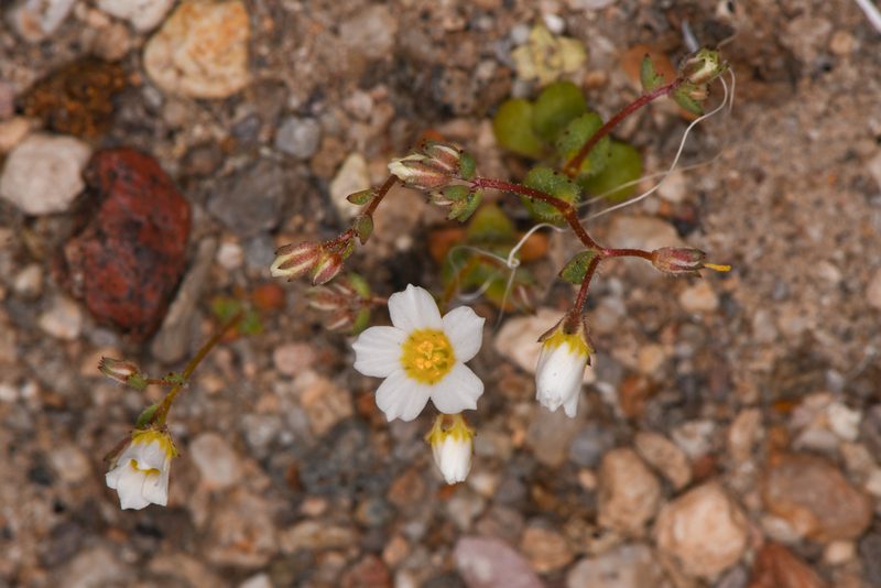 Linanthus inyoensis, photographed by Trevor Van Loon