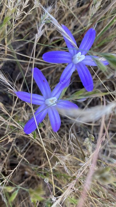 Brodiaea insignis, photographed by Brendan Black