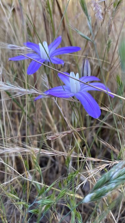 Brodiaea insignis, photographed by Brendan Black