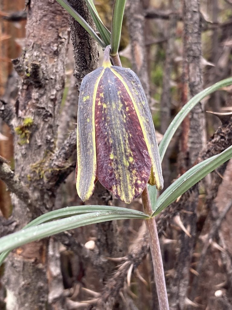 Fritillaria cirrhosa, photographed by John Kenrick Gibson