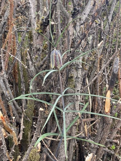 Fritillaria cirrhosa, photographed by John Kenrick Gibson