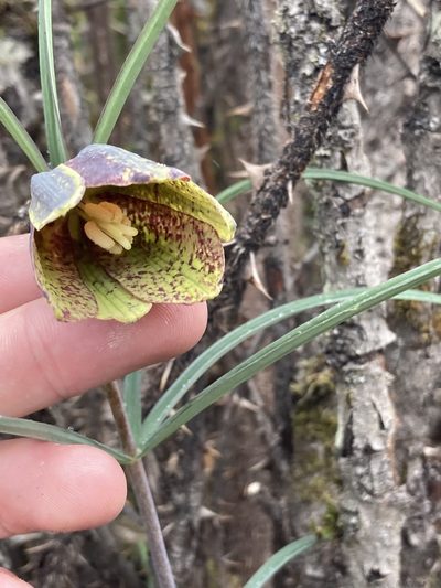 Fritillaria cirrhosa, photographed by John Kenrick Gibson