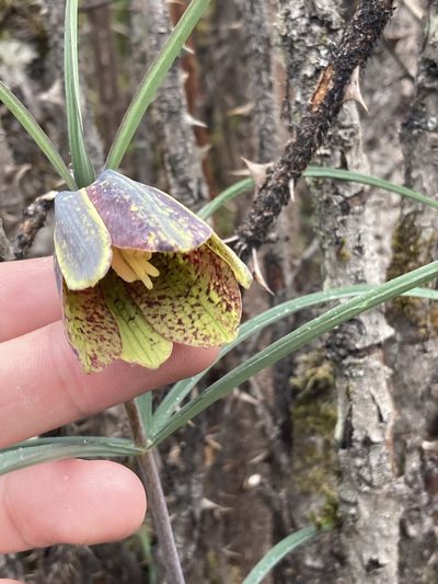 Fritillaria cirrhosa, photographed by John Kenrick Gibson