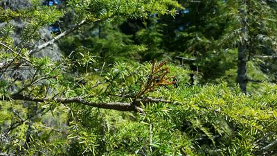 Arceuthobium tsugense, photographed by user12