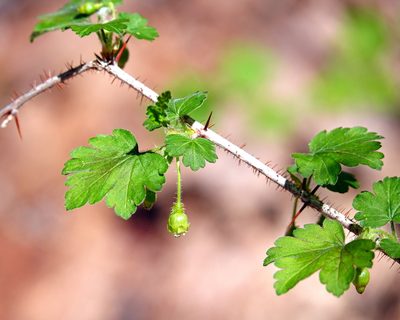 Ribes cynosbati, photographed by Ian Whyte