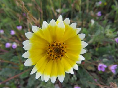Layia platyglossa, photographed by Garth Harwood