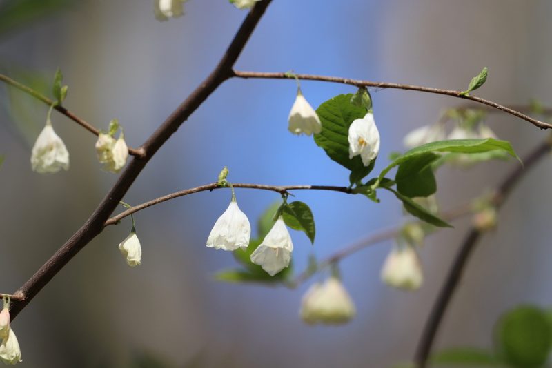 Halesia carolina, photographed by Lisa Wiencek Gerbec