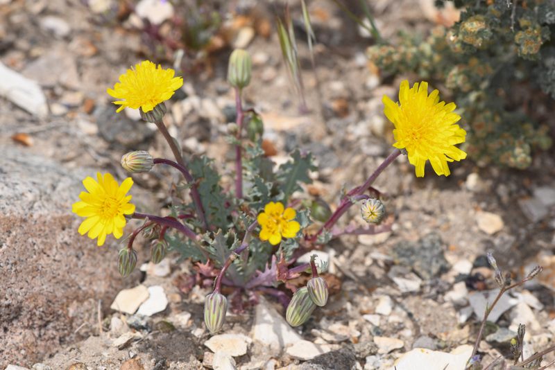 Malacothrix torreyi, photographed by Trevor Van Loon