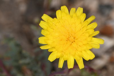 Malacothrix torreyi, photographed by Trevor Van Loon