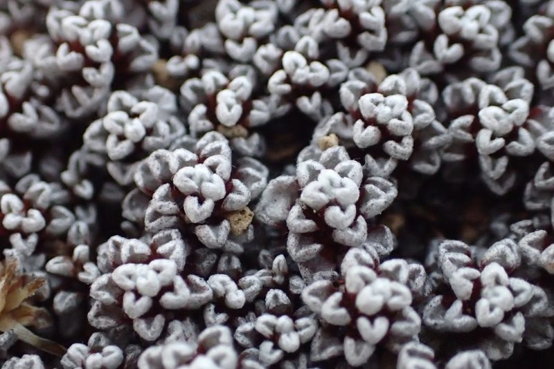 Raoulia albosericea, photographed by Oscar Dove