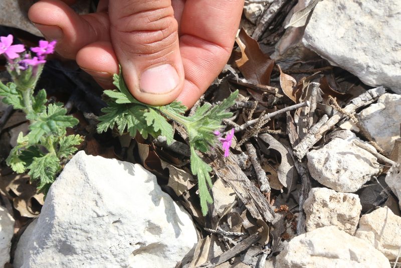Verbena tumidula, photographed by Reid Hardin