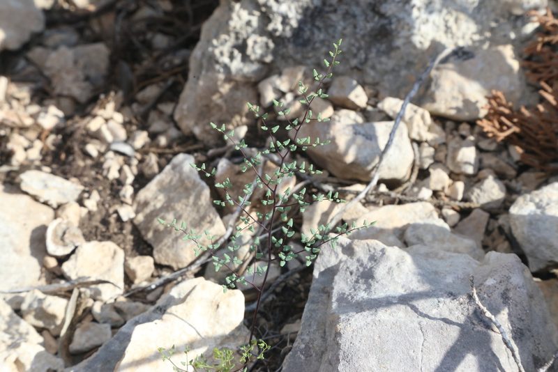 Argyrochosma microphylla, photographed by Reid Hardin
