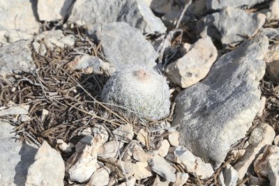 Epithelantha micromeris, photographed by Reid Hardin