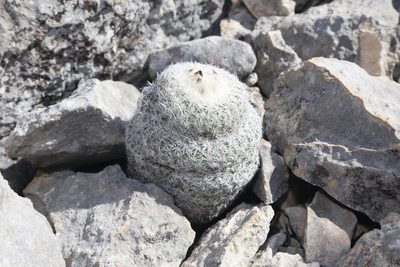 Epithelantha micromeris, photographed by Reid Hardin