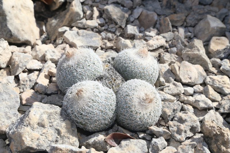 Epithelantha micromeris, photographed by Reid Hardin