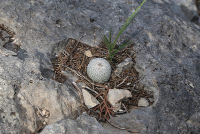 Epithelantha micromeris, photographed by Reid Hardin