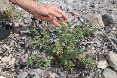 Verbena tumidula, photographed by Reid Hardin