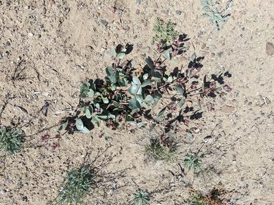 Mirabilis alipes, photographed by Trevor Van Loon