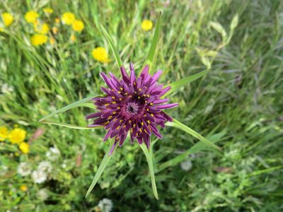 Tragopogon porrifolius, photographed by Garth Harwood