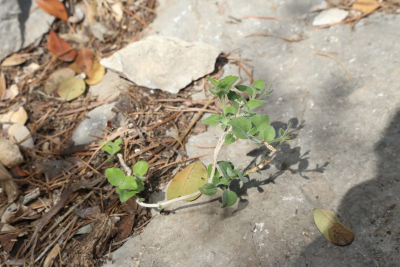 Carlowrightia torreyana, photographed by Reid Hardin