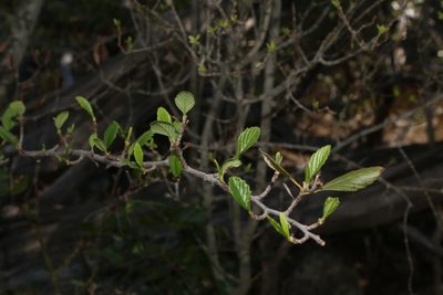Cercocarpus montanus, photographed by Reid Hardin