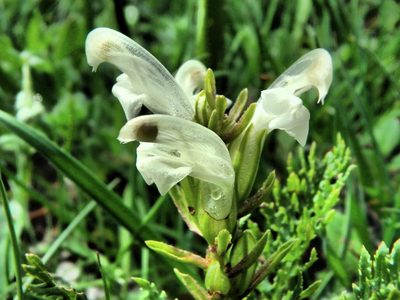 Pedicularis comosa, photographed by Daniel Cahen