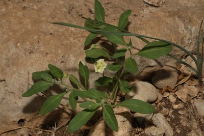 Chamaesaracha edwardsiana, photographed by Reid Hardin