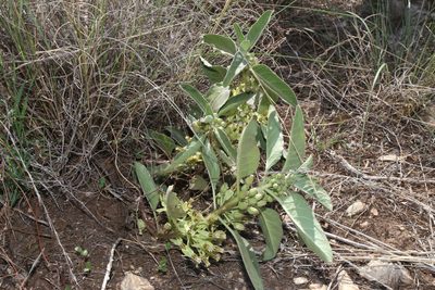 Asclepias oenotheroides, photographed by Reid Hardin