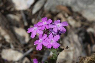 Verbena tumidula, photographed by Reid Hardin