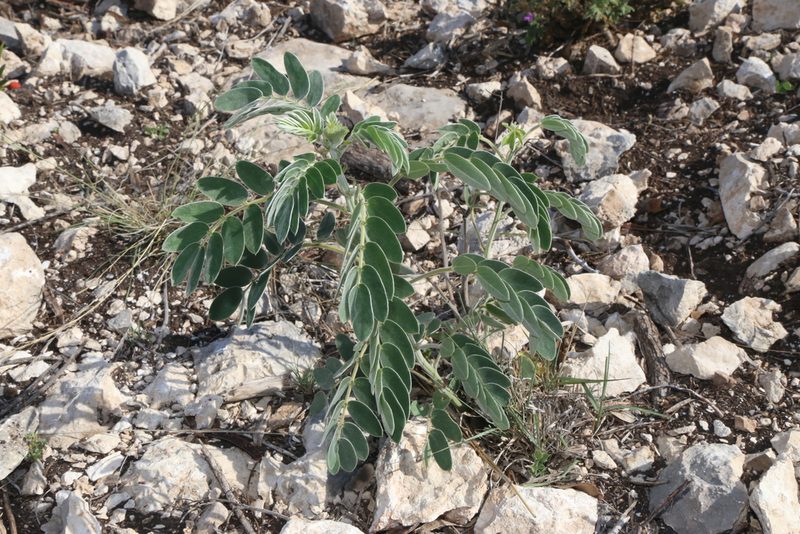 Senna lindheimeriana, photographed by Reid Hardin