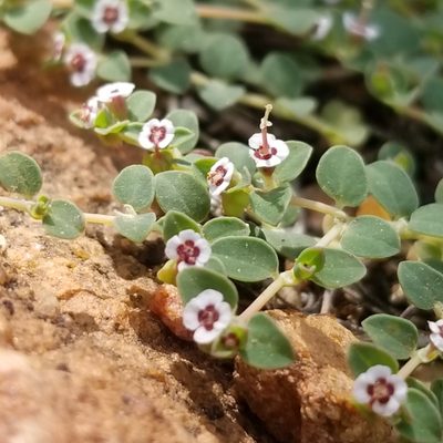 Euphorbia polycarpa, photographed by James C. Davis