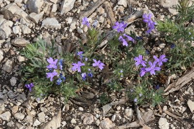Verbena bipinnatifida, photographed by Reid Hardin