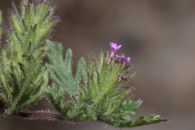 Verbena pumila