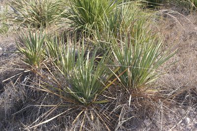 Yucca thompsoniana, photographed by Reid Hardin