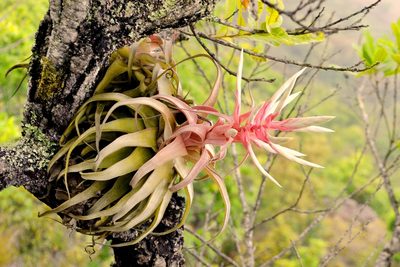 Tillandsia streptophylla, photographed by Daniel Pineda Vera