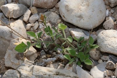 Carlowrightia torreyana, photographed by Reid Hardin