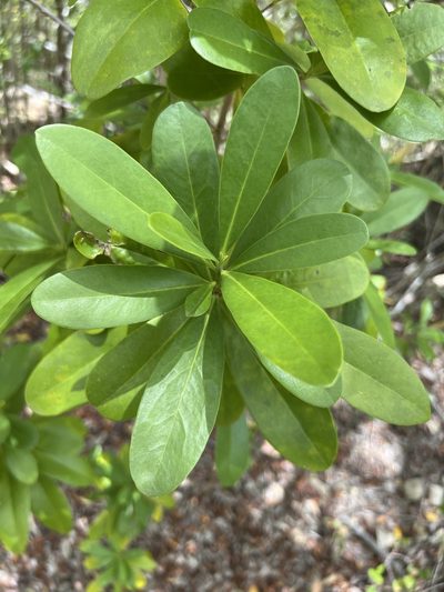 Canella winterana, photographed by Alan Weakley