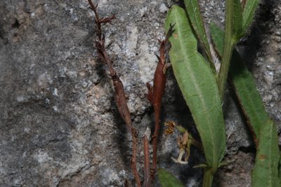 Tragia leptophylla, photographed by Reid Hardin