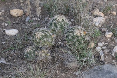 Coryphantha sulcata, photographed by Reid Hardin