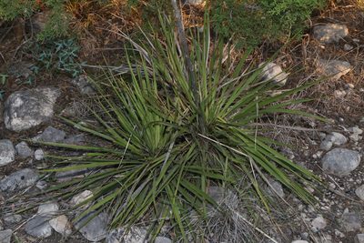 Yucca reverchonii, photographed by Reid Hardin
