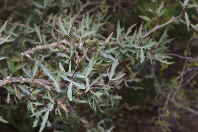 Berberis trifoliolata, photographed by Reid Hardin