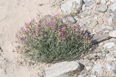 Astragalus casei, photographed by Trevor Van Loon