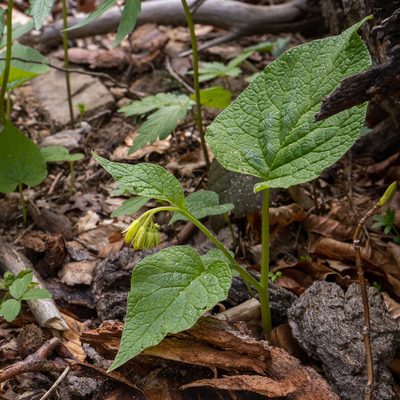 Symphytum cordatum, photographed by Piotr Lukasik