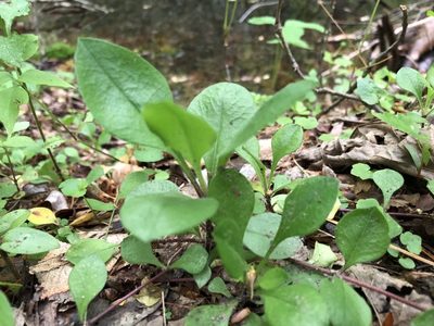 Phlox stolonifera, photographed by Scott Morris