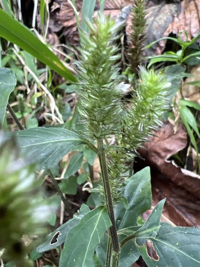 Lepidagathis alopecuroidea, photographed by Alan Weakley