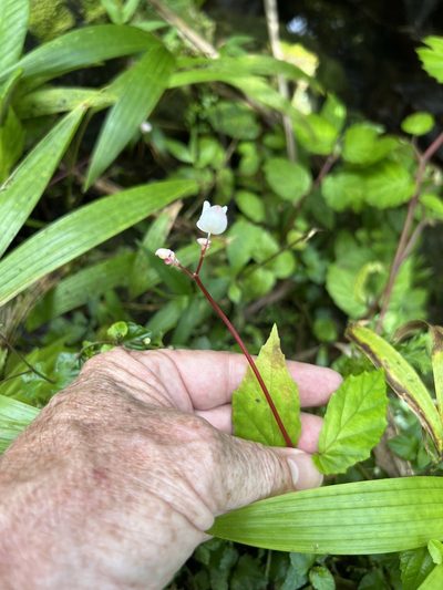 Begonia decandra, photographed by Alan Weakley