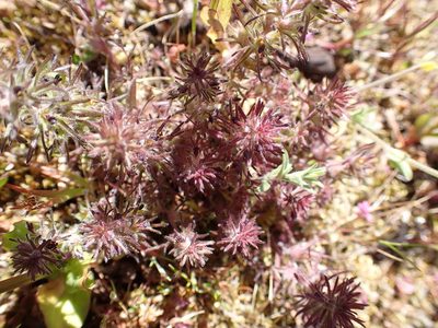 Triphysaria pusilla, photographed by James H. Thomas