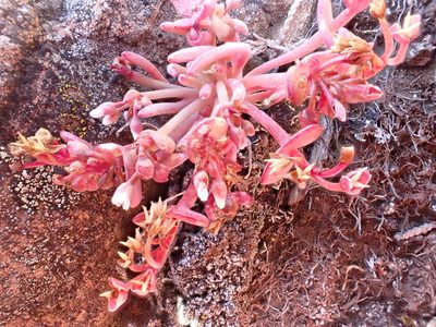 Claytonia exigua