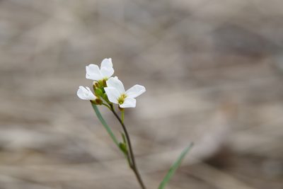 Arabidopsis lyrata