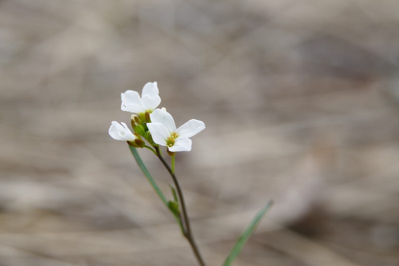 Arabidopsis lyrata, photographed by Owen VanAntwerpen
